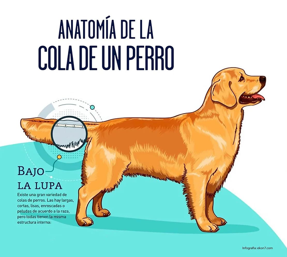 Conozca la cola de su perro: anatomía y función