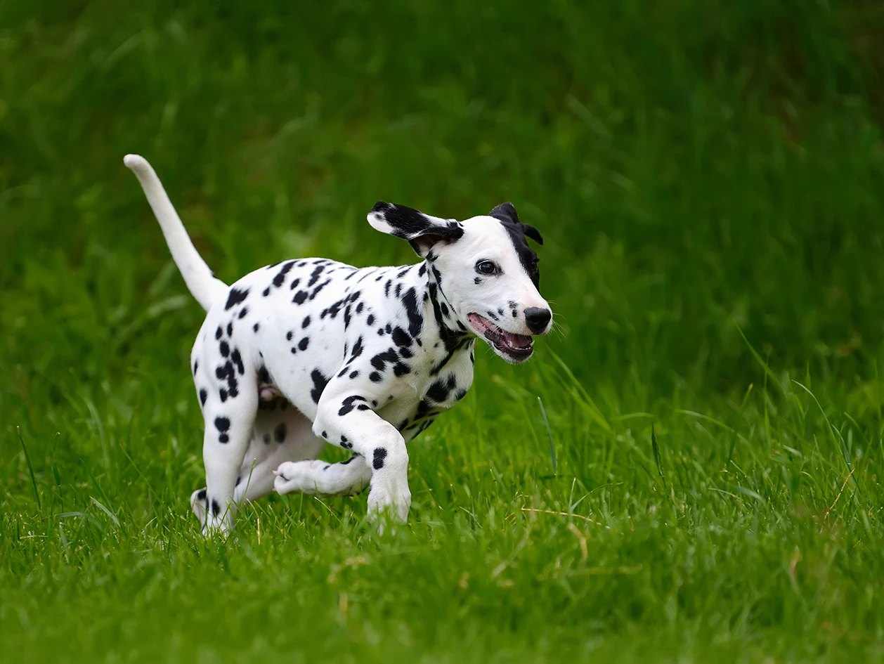 Canine Tails: Exploring the Diversity of Breeds and Their Tail Stories